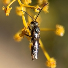 Lasioglossum (Parasphecodes) sp. (genus & subgenus) at Russell, ACT - 23 Aug 2024