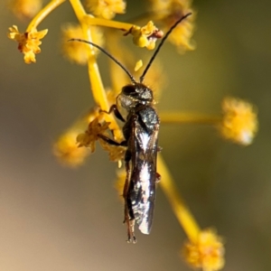 Lasioglossum (Parasphecodes) sp. (genus & subgenus) at Russell, ACT - 23 Aug 2024