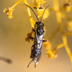 Lasioglossum (Parasphecodes) sp. (genus & subgenus) at Russell, ACT - 23 Aug 2024