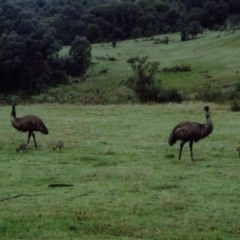 Dromaius novaehollandiae (Emu) at Kambah, ACT - 16 Oct 1999 by MB