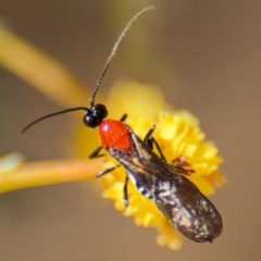 Braconidae (family) (Unidentified braconid wasp) at Russell, ACT - 23 Aug 2024 by Hejor1