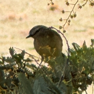 Acanthiza chrysorrhoa at Campbell, ACT - 23 Aug 2024