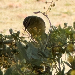 Acanthiza chrysorrhoa at Campbell, ACT - 23 Aug 2024