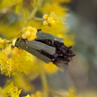 Psychidae (family) IMMATURE (Unidentified case moth or bagworm) at Braddon, ACT - 24 Aug 2024 by Hejor1