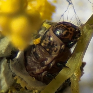 Psychidae (family) IMMATURE at Braddon, ACT - 24 Aug 2024 10:04 AM