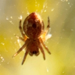 Salsa sp. (genus) at Russell, ACT - 23 Aug 2024 03:58 PM