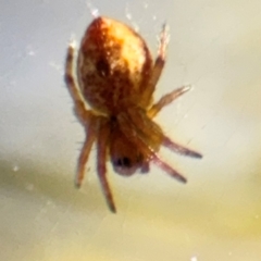 Salsa sp. (genus) at Russell, ACT - 23 Aug 2024 03:58 PM