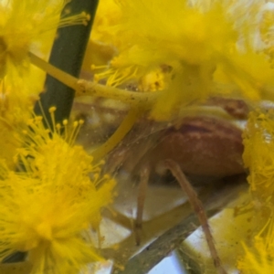 Cheiracanthium gracile at Russell, ACT - 23 Aug 2024