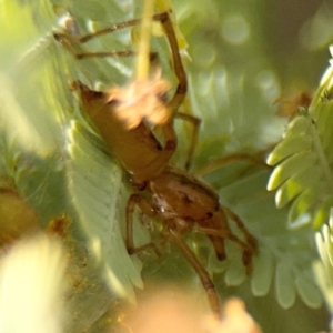 Cheiracanthium gracile at Russell, ACT - 23 Aug 2024