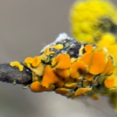 Teloschistes sp. (genus) at Russell, ACT - 23 Aug 2024