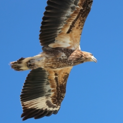 Haliaeetus leucogaster (White-bellied Sea-Eagle) at Houtman Abrolhos, WA - 19 Apr 2024 by jb2602