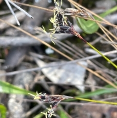 Schoenus apogon (Common Bog Sedge) at Tianjara, NSW - 21 Aug 2024 by JaneR