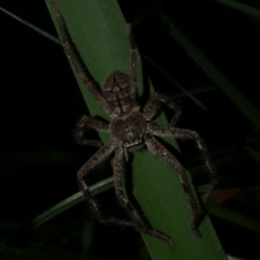 Isopedella victorialis (A huntsman spider) at Freshwater Creek, VIC - 1 Feb 2022 by WendyEM