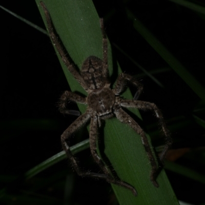 Isopedella victorialis (A huntsman spider) at Freshwater Creek, VIC - 1 Feb 2022 by WendyEM