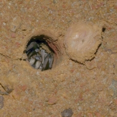 Portacosa cinerea (Grey wolf spider) at Freshwater Creek, VIC - 31 Jan 2022 by WendyEM