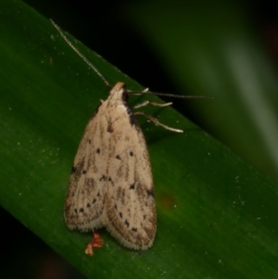 Atalopsis heniocha (A concealer moth) at Freshwater Creek, VIC - 1 Feb 2022 by WendyEM