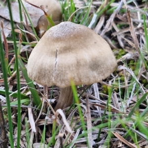 zz agaric (stem; gills not white/cream) at Collector, NSW - 23 Aug 2024 04:49 PM