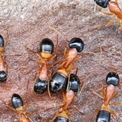 Camponotus consobrinus (Banded sugar ant) at Collector, NSW - 23 Aug 2024 by trevorpreston