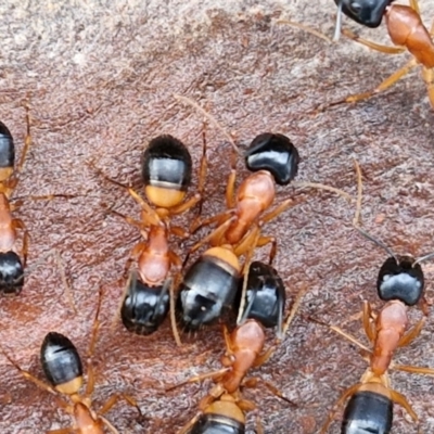 Camponotus consobrinus (Banded sugar ant) at Collector, NSW - 23 Aug 2024 by trevorpreston