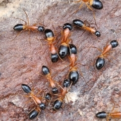 Camponotus consobrinus at Collector, NSW - 23 Aug 2024