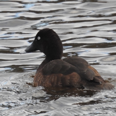 Aythya australis (Hardhead) at Kambah, ACT - 16 Aug 2024 by HelenCross