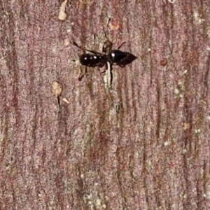 Crematogaster sp. (genus) at Collector, NSW - 23 Aug 2024