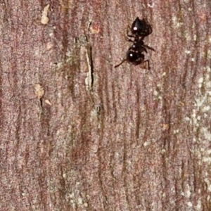 Crematogaster sp. (genus) at Collector, NSW - 23 Aug 2024