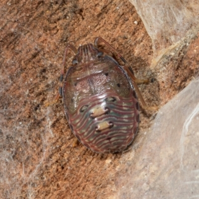 Amphaces sp. (genus) (Shield bug) at Higgins, ACT - 21 Aug 2024 by AlisonMilton