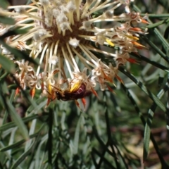 Lasioglossum (Parasphecodes) sp. (genus & subgenus) (Halictid bee) at Faulconbridge, NSW - 23 Aug 2024 by SapphFire