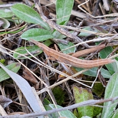 Keyacris scurra (Key's Matchstick Grasshopper) at Collector, NSW - 23 Aug 2024 by trevorpreston