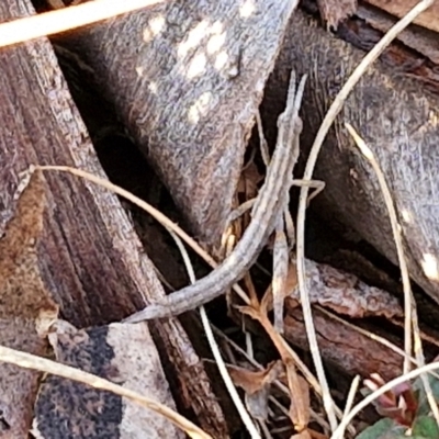 Keyacris scurra (Key's Matchstick Grasshopper) at Collector, NSW - 23 Aug 2024 by trevorpreston