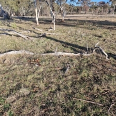 Keyacris scurra at Collector, NSW - 23 Aug 2024 04:35 PM