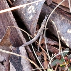 Keyacris scurra at Collector, NSW - 23 Aug 2024 04:35 PM