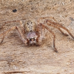 Isopeda canberrana (Canberra Huntsman Spider) at Collector, NSW - 23 Aug 2024 by trevorpreston