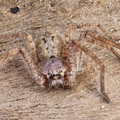 Isopeda canberrana at Collector, NSW - 23 Aug 2024 04:33 PM