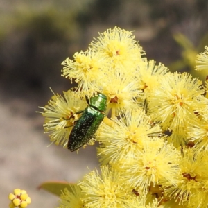 Melobasis obscurella at Kambah, ACT - 23 Aug 2024