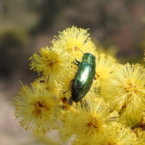 Melobasis obscurella at Kambah, ACT - 23 Aug 2024