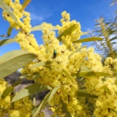 Melobasis obscurella at Kambah, ACT - 23 Aug 2024