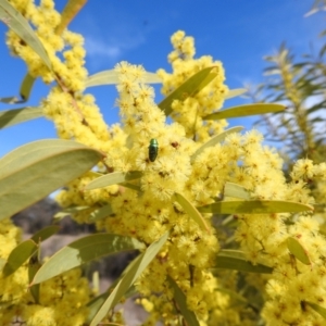 Melobasis obscurella at Kambah, ACT - 23 Aug 2024