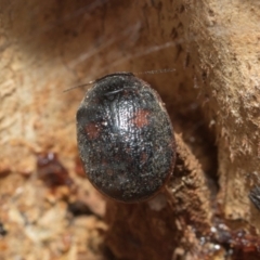 Trachymela sp. (genus) (Brown button beetle) at Higgins, ACT - 21 Aug 2024 by AlisonMilton