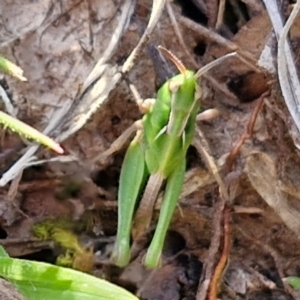 Perala viridis at Collector, NSW - 23 Aug 2024 04:31 PM