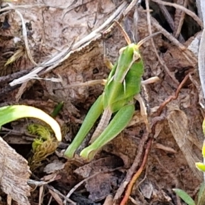 Perala viridis at Collector, NSW - 23 Aug 2024 04:31 PM