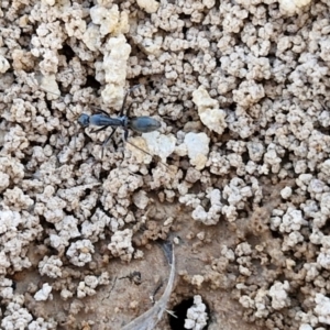 Camponotus nigroaeneus at Collector, NSW - 23 Aug 2024 04:30 PM