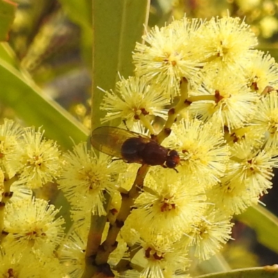 Lauxaniidae (family) (Unidentified lauxaniid fly) at Kambah, ACT - 23 Aug 2024 by HelenCross