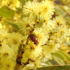 Lauxaniidae (family) at Kambah, ACT - 23 Aug 2024 01:57 PM