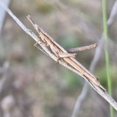 Keyacris scurra (Key's Matchstick Grasshopper) at Collector, NSW - 23 Aug 2024 by trevorpreston