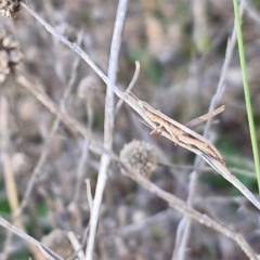 Keyacris scurra at Collector, NSW - 23 Aug 2024 04:29 PM