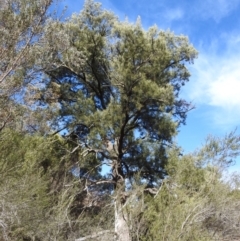 Casuarina cunninghamiana subsp. cunninghamiana (River She-Oak, River Oak) at Kambah, ACT - 23 Aug 2024 by HelenCross