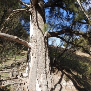 Casuarina cunninghamiana subsp. cunninghamiana at Kambah, ACT - 23 Aug 2024