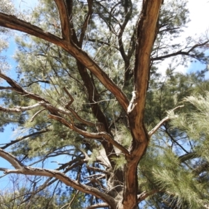 Casuarina cunninghamiana subsp. cunninghamiana at Kambah, ACT - 23 Aug 2024